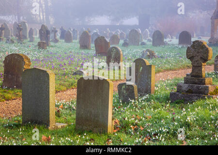 Winter Schneeglöckchen auf dem Friedhof in den frühen Morgennebel Stockfoto