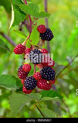 Cluster von reifen Brombeeren, baumelt an einem Weinstock, Nahaufnahme mit unscharfen grüner Hintergrund Stockfoto