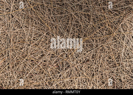 Full Frame Bild eines gefallenen Zweige auf dem Boden mit Sonnenlicht und Schatten. Konzept der Natur Hintergrund Stockfoto