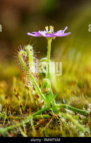 Drossera Indica Blüte, Fliegenfänger ist ein Insectivorous plant, Kas Plateau, Satara, Maharashtra, Indien Stockfoto