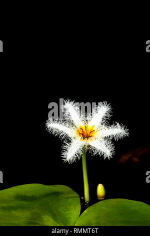 Wasser Schneeflocke Blume, Kumudini, Kas Plateau, Satara, Maharashtra, Indien Stockfoto