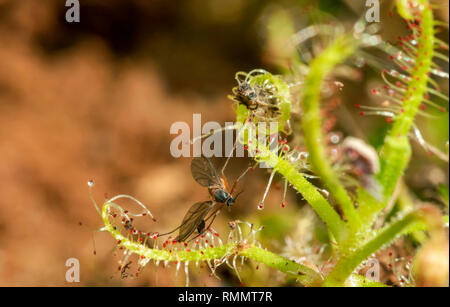 Drossera Indica mit Töten, Fliegenfänger ist ein Insectivorous plant, Kas Plateau, Satara, Maharashtra, Indien Stockfoto