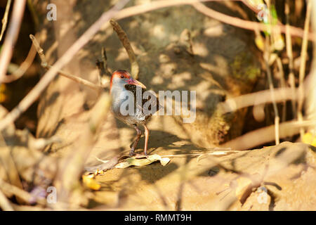 Slaty-breasted Schiene, gallicolumba striatus, Zuari Fluss, Goa, Indien Stockfoto