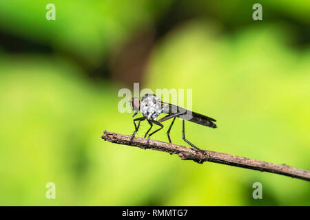 Robberfly auch genannt Assassin fliegt, Kas Plateau, Satara, Maharashtra, Indien Stockfoto