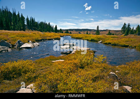 WY 03737-00 ... WYOMING - Herbst Farbe entlang eines Baches in der Kette Seen Gebiet in der Nähe der Beartooth Highway in der Shoshone National Forest. Stockfoto