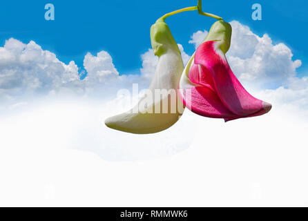 Die agasta, Gemüse Sesban, Kolibri, Kolibri Baum, Butterfly tree, Agati, Fabaceae, Leguminosae, Blume mit dem blauen Himmel und der Cloud. Stockfoto