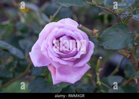 Lilafarbenen Rose in voller Blüte closeup mit grünem Laub im Hintergrund Stockfoto