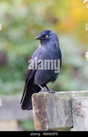 Western Dohle (Coloeus monedula), auch als der Eurasischen Dohle, Europäischen Dohle, oder einfach Dohle hocken auf einem Post bekannt Stockfoto