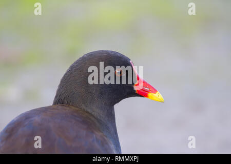 Nahaufnahme der Kopf einer Gemeinsamen Sumpfhuhn (Gallinula chloropus), auch bekannt als Waterhen, Sumpf Huhn, und als die Gemeinsame Gallanule. Stockfoto