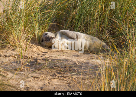 Kegelrobbe (Halichoerus grypus) pup, ruht in den Sanddünen auf ein Norfolk Strand. Stockfoto