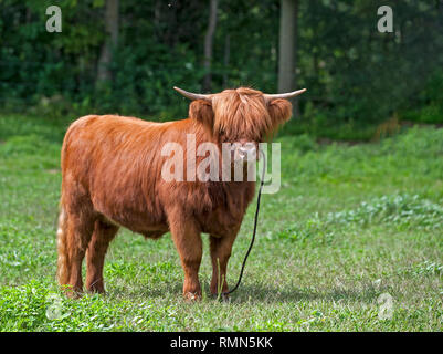 Schottisches Hochlandrind Kuh starrt in die Kamera. Stockfoto