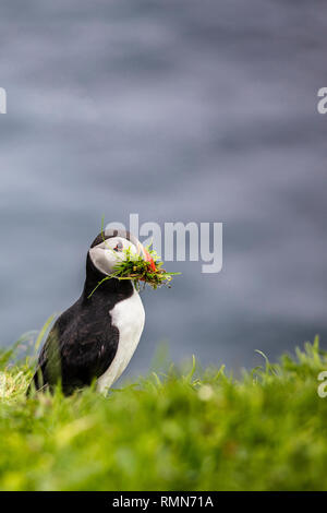 Fratercula arctica mit Gras im Schnabel in Färöer Inseln Stockfoto
