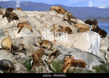 Große Gruppe von Seelöwen auf den felsigen La Isla de los Lobos Insel im Beagle Kanal, Patagonien, Argentinien Stockfoto