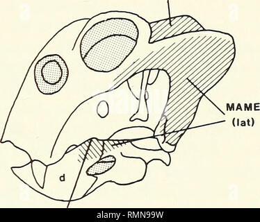 . Annalen der South African Museum = Annale van sterben Suid-Afrikaanse Museum. Natural History. MAMIPt (Post) MAME (Med). attapon Abb. 3. Der Schädel und Unterkiefer des Lystrosaurus. A. Dorsalansicht der Schädel. B. ventrale Ansicht der Schädel mit Unterkiefer links im Ort. C. in der Seitenansicht von Schädel und Unterkiefer. Die Bereiche der Ursprung und das Einsetzen des externen Adductor und Posterioren pterygoideus Muskeln werden durch parallele Linien angegeben. Die seitlichen Rand des zeitlichen Dach. Die Einrichtung von Muskel Ursprung Hier stellt vermutlich eine Invasion der Muskel Anlage aus der anterioren Fläche des Teils der Stockfoto