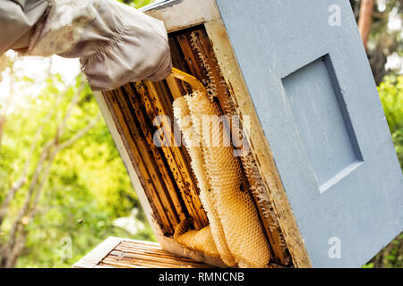 Imker entfernen Wabe aus dem Bienenstock Stockfoto