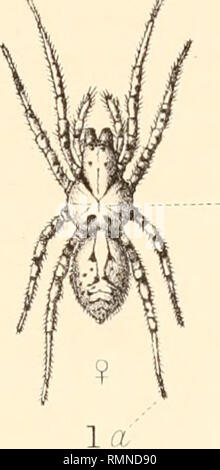 . Die Annalen der Scottish Natural History. Natural History; natürliche Geschichte - Schottland. . Bitte beachten Sie, dass diese Bilder sind von der gescannten Seite Bilder, die digital für die Lesbarkeit verbessert haben mögen - Färbung und Aussehen dieser Abbildungen können nicht perfekt dem Original ähneln. extrahiert. Edinburgh: David Douglas Stockfoto