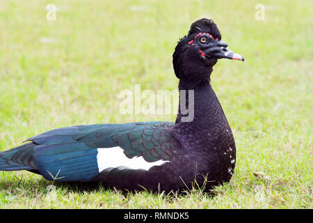 Muscovy Duck Sitzen auf dem Gras im südlichen Texas Stockfoto