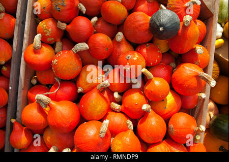 Verschiedene Kuerbisarten von Gruen ueber gelb bis orange mit dem Buchholzhof. Sie werden ab September dekorativ draussen gelagert. [(C) Dirk A. Fried Stockfoto