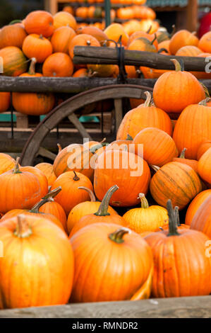 Verschiedene Kuerbisarten von Gruen ueber gelb bis orange mit dem Buchholzhof. Sie werden ab September dekorativ draussen gelagert. [(C) Dirk A. Fried Stockfoto