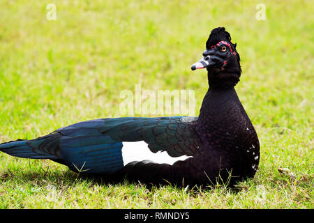 Muscovy Duck Sitzen auf dem Gras im südlichen Texas Stockfoto