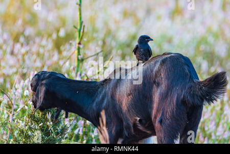 Schwarz drongo - schwarze Ziege - Freunde Stockfoto