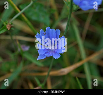 Gemeinsame Chicorée blühen die blaue Blume in der Wiese Stockfoto