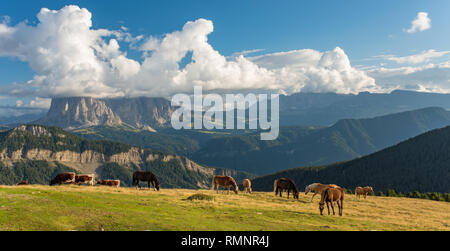 Pferd über Dolomit Landschaft Geisler oder Odle Berg Dolomiten Gruppe, Val di Funes, touristische Region in Italien Stockfoto