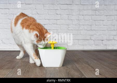 Durstig Langhaarkatze schauen neugierig auf ein Haustier Trinkbrunnen. Stockfoto