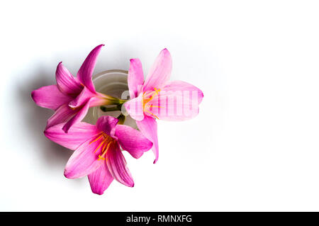 Rosa Lilie Blumen auf weißem Hintergrund mit Kopie Raum Stockfoto