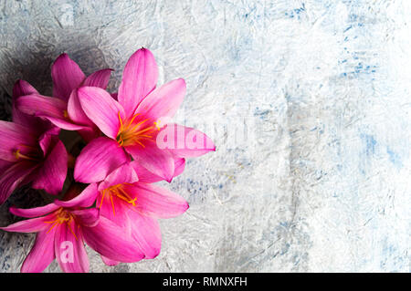 Rosa Lilie Blumen auf weißem Hintergrund mit Kopie Raum Stockfoto