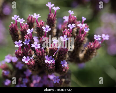 Eisenkraut mit lila Blüten Stockfoto