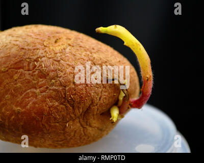 Gekeimt Kartoffel. - Solanum tuberosum Stockfoto