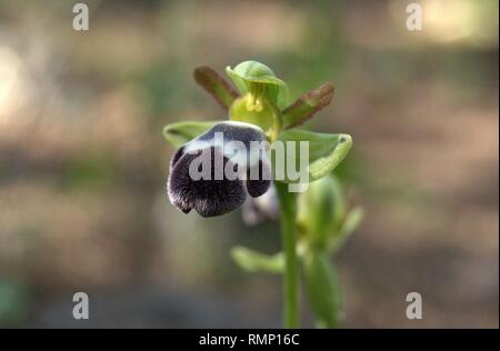 Ophrys dyris Stockfoto