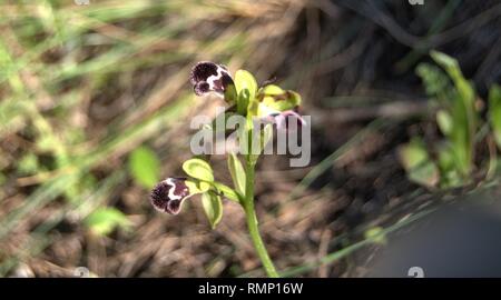 Ophrys dyris Stockfoto