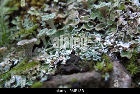 Cladonia pyxidata Stockfoto