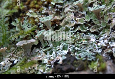 Cladonia pyxidata Stockfoto