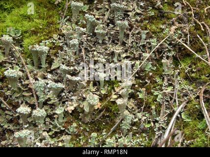 Cladonia pyxidata Stockfoto