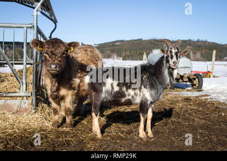 Galloway Rinder und Ziegen tierischen Freunde Stockfoto