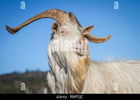 Inländische Ziege (Capra aegagrus hircus) in freier Bereich Stockfoto