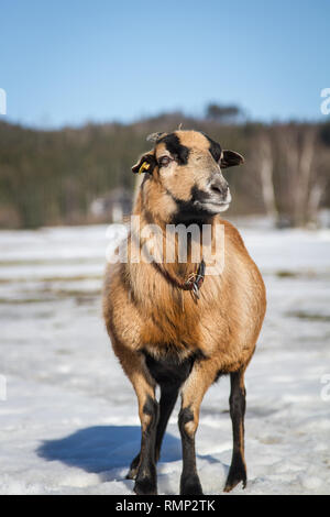 Kamerun Schafe (Ovis aries) auf eine freie Strecke Bauernhof im Winter Stockfoto