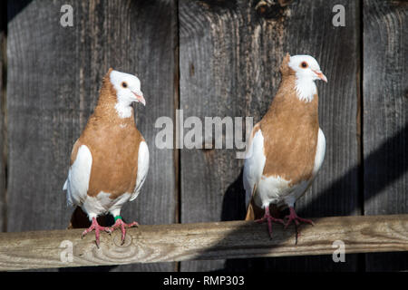 Österreichischer Ganselkröpfer (Columba livia domestica), einer vom Aussterben bedrohten Taube Rasse aus Österreich Stockfoto