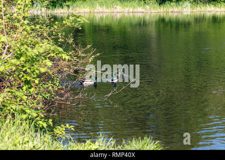 Ruhigen Teich von üppigen grünen Woodland Park im Sonnenschein eingerahmt, im Stadtpark. Grünes Wasser in einem Teich mit Enten und Bäume um Stockfoto