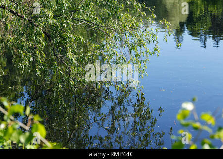 Natürliche Gewässer. Teich mit Spiegelungen der Bäume und den Himmel in ruhigem Wasser Oberfläche. Schönen sonnigen Garten, wo grüne Bäume auf einem reflektiert werden Stockfoto