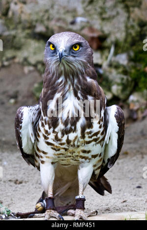 Short-toed Schlangenadler, circaetus gallicus auch als kurz-toed Eagle Stockfoto