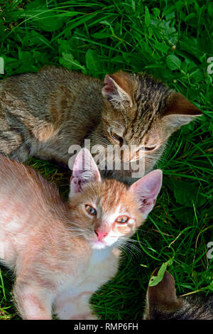 Einen grauen Tabby kitten Hinterfragen seiner Ingwer Geschwister während beide Festlegung auf grünem Boden turfy Stockfoto