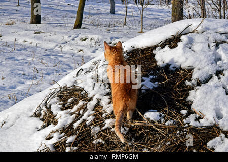 Ginger tabby kitten Beobachten aus einem Verschneiten Heuhaufen während Herumstreichen im Winter Umgebung Stockfoto