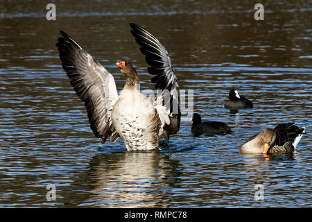 Die Graugans, Anser anser, ist eine Pflanzenart aus der Gattung der großen Gans Stockfoto