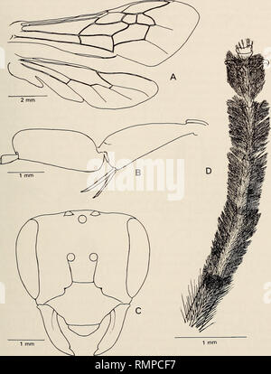 . Annalen der South African Museum = Annale van sterben Suid-Afrikaanse Museum. Natural History. Öl-sammeln Bienen DEN WINTER NIEDERSCHLAG BEREICH 215. 1 mm Abb. 36. Rediviva micheneri sp. nov. Frau. A. in der rechten Flügel. B. Hind Tibia und basitarsus. C. anteriore Ansicht des Kopfes. D. in der distalen Teil des vorderen basitarsus und tarsomeres 2-5. Integumental Farbe. Kopf, Antennen, mesosoma, Beine und metasoma Schwarz, Tegulae piceous. Struktur. Mund-Teile (Abb. 35 A-F): Glossa kurz ein Viertel der Länge des prementum, Labial palps erreichen die Spitze des Glossa, ligular Arme basal besetzen. Bitte beachten Sie, dass diese Bilder sind ex Stockfoto
