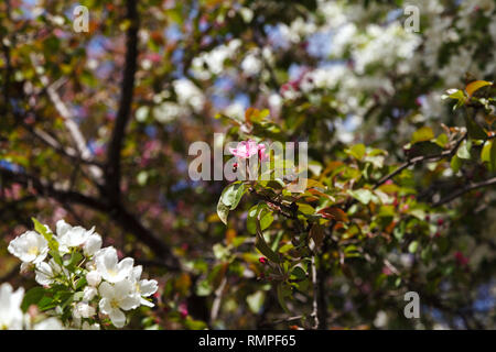 Pfirsichfarbene Blüten im Garten an einem sonnigen Tag. Frühling Baum mit rosa Blüten. Blossom Zweige eines Peach Tree, der Hintergrund ist unscharf. Stockfoto