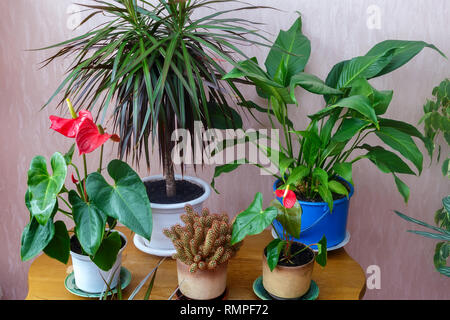 Im Zimmer im wunderschönen Blumentöpfe wachsen eine Vielzahl von Blumen Stockfoto